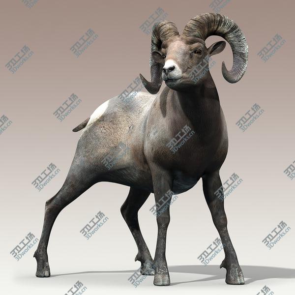 images/goods_img/20210312/Bighorn sheep(RIGGED)/2.jpg